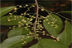 Reinwardtiodendron anamalaiense